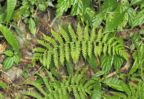 縮羽金星蕨|縮羽金星蕨 (Parathelypteris beddomei)